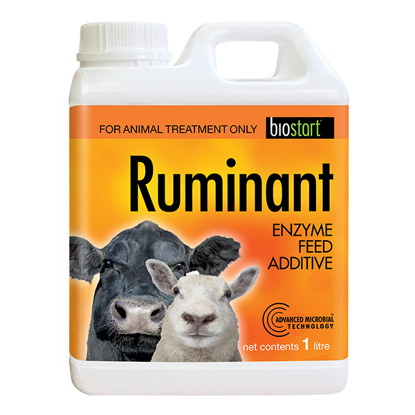 Ruminant