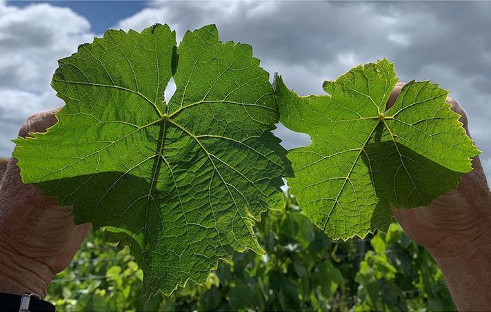 This image shows two grape vine leaves side-by-side. There is a larger and more pigmented grape leaf on the left and a smaller and less-pigmented leaf on the right.